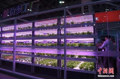 植物工厂亮相“厦洽会” 计算机系统集成服务助力现代农业革新